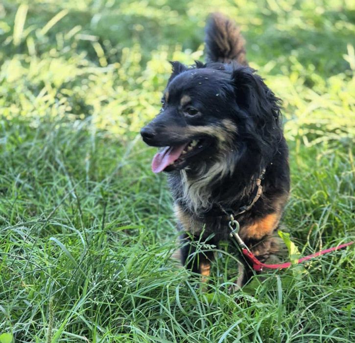 Malutki, długowłosy piesek do adopcji