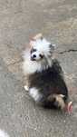 Menina spitz merle