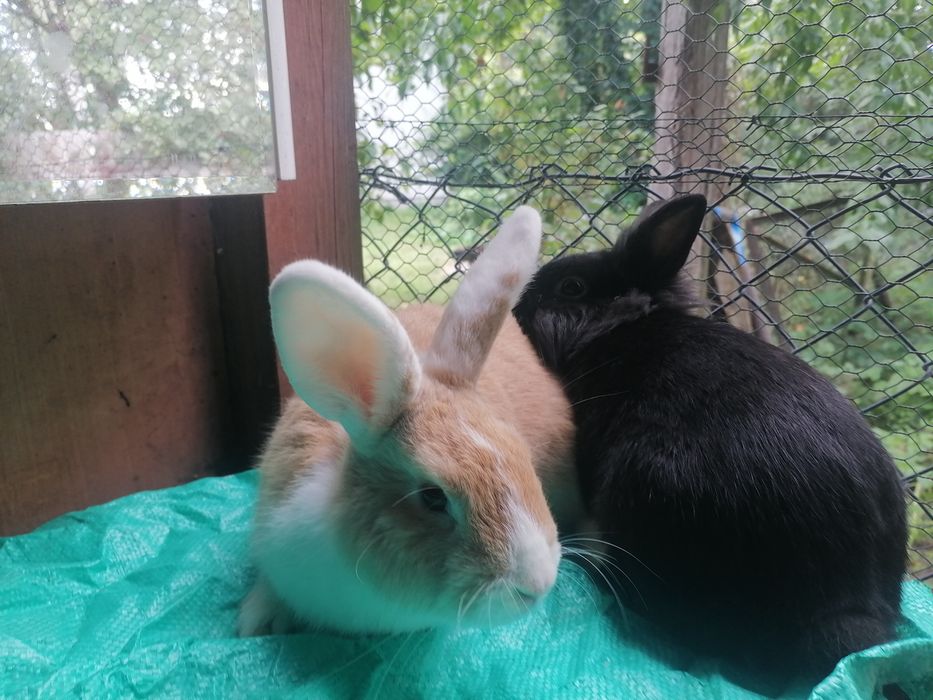 Sprzedam krolika miniaturke