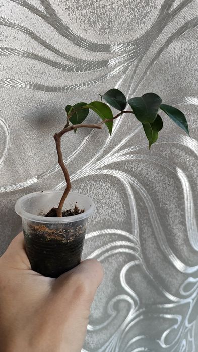 Продам Фикус  Вианди