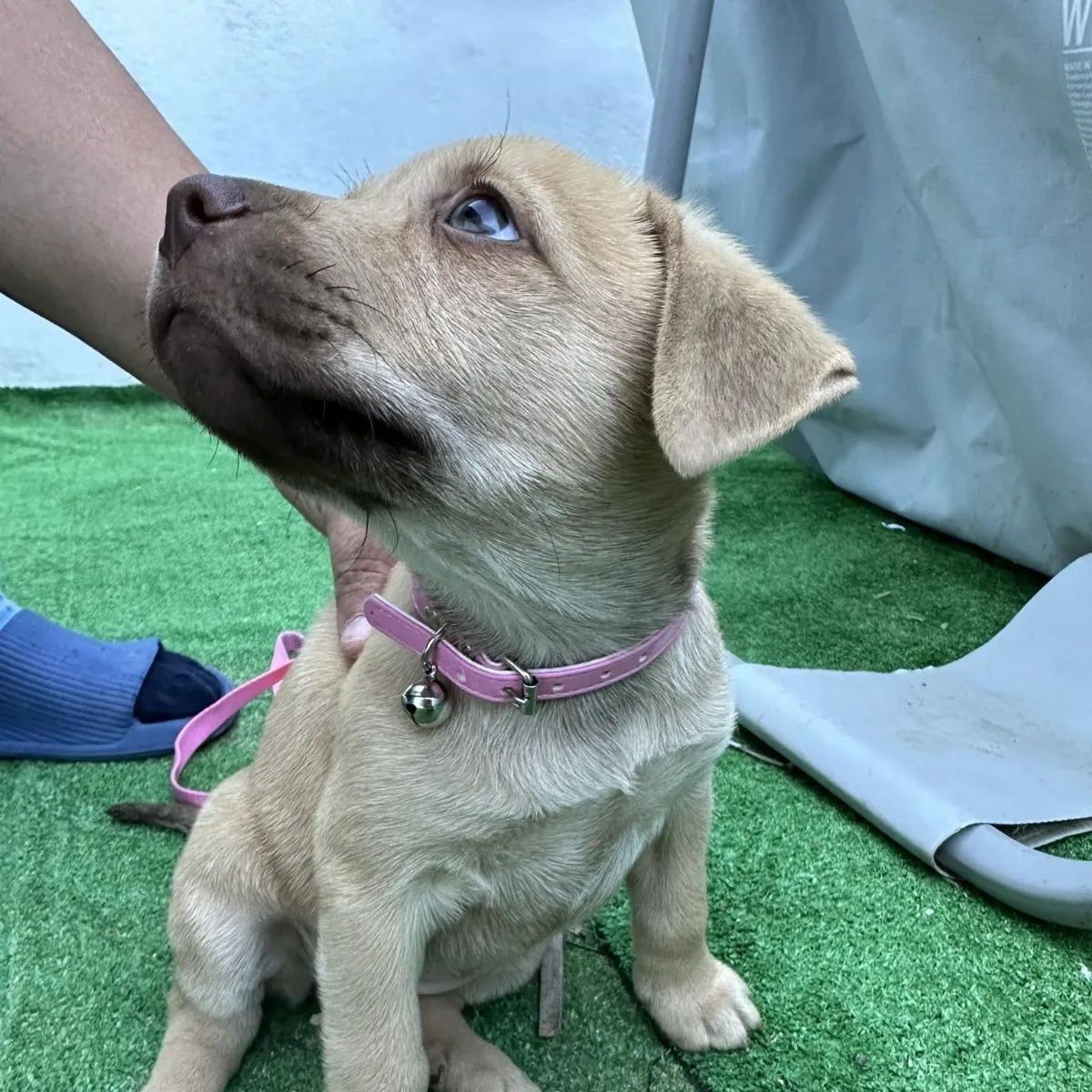 Cachorrinhas com 2 meses para adoção responsável