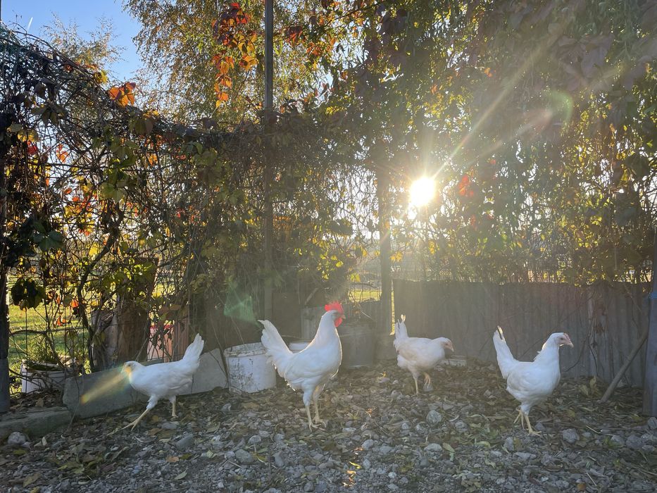 Kury i koguty Leghorn