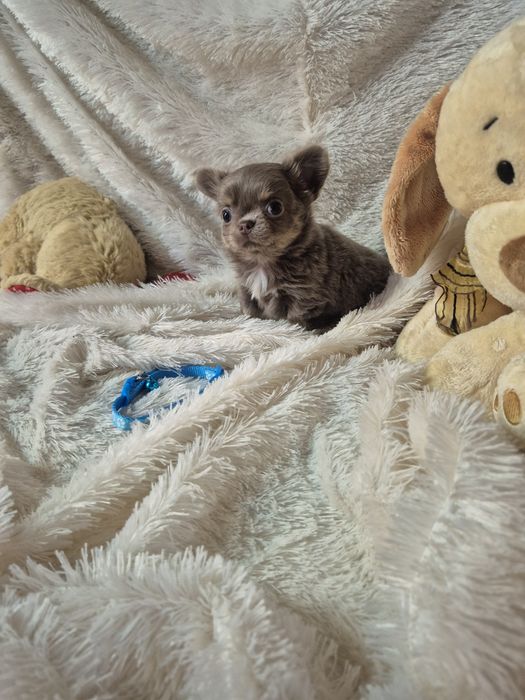 Chihuahua Macho Pêlo Comprido Com Lop Criadora Registada PT3088FL FL