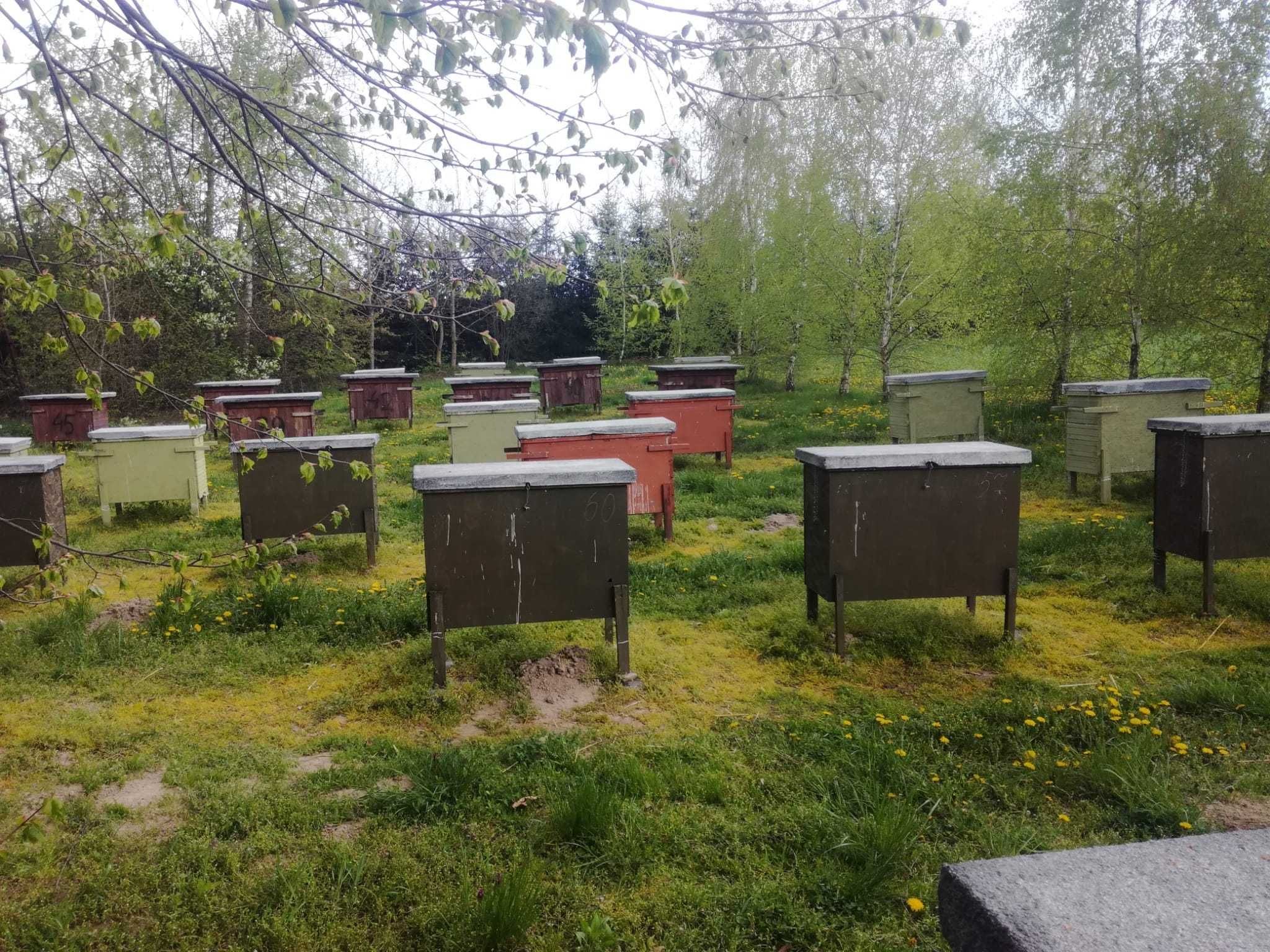 Pszczoły, rodziny pszczele w ulach warszawskich