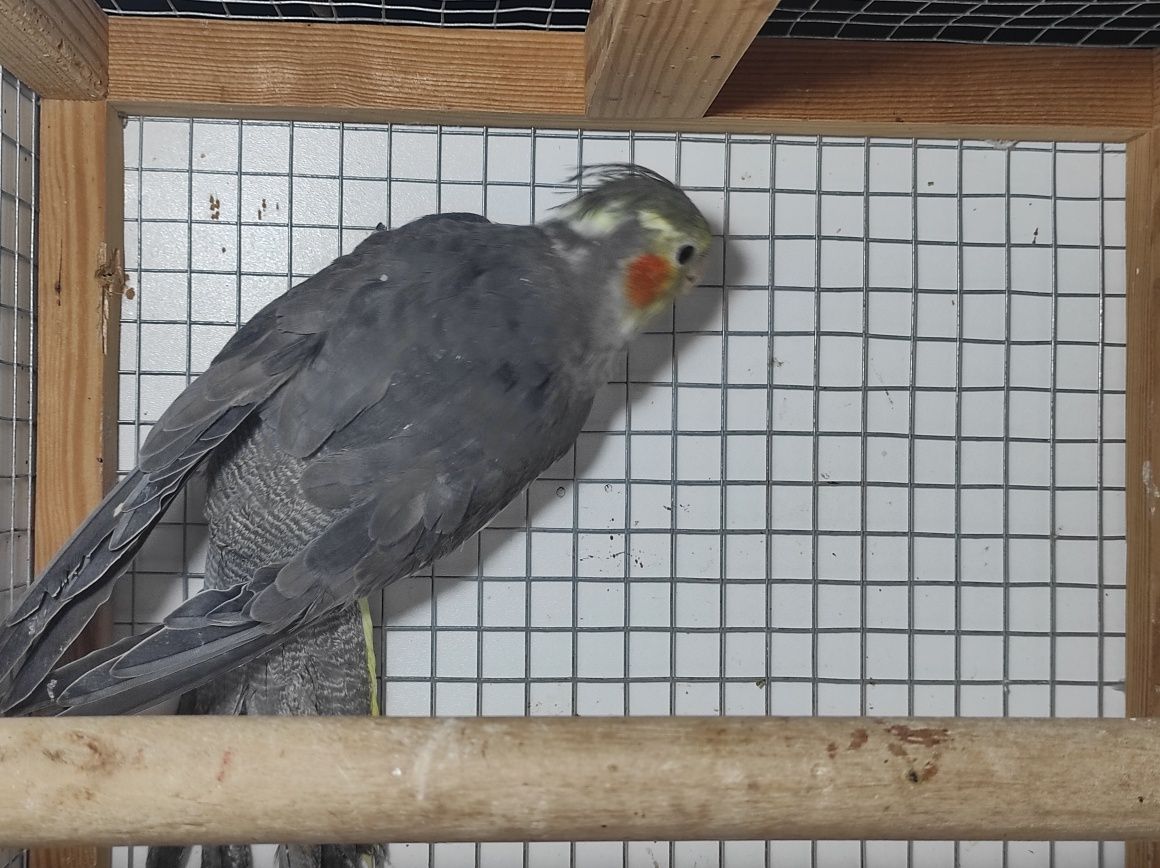 Papuga - nimfa samiec 2023