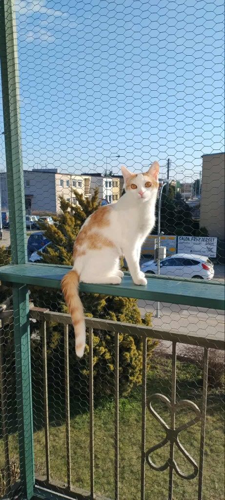 Kotek do adopcji