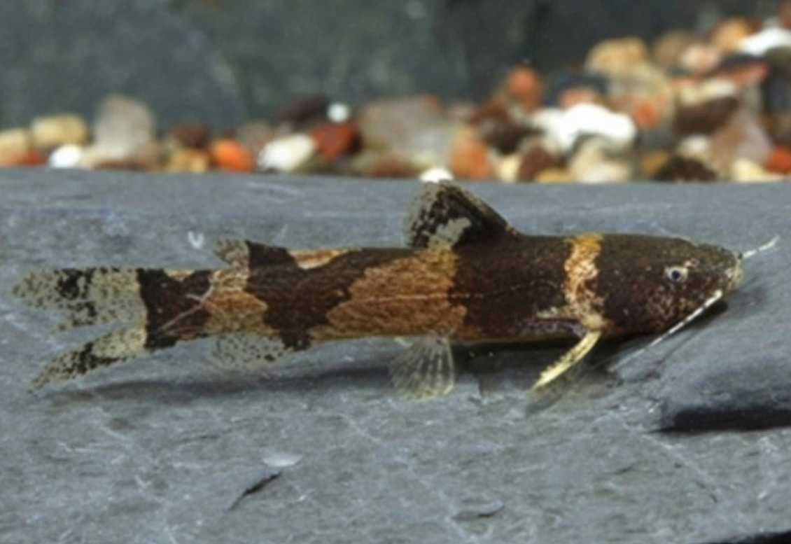 Microglanis poecilus - sumik - dowozimy, wysyłamy