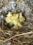Обміняю продам індокаченят
