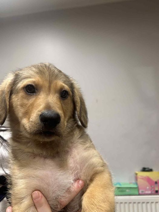 Oddam pieski w dobre ręce