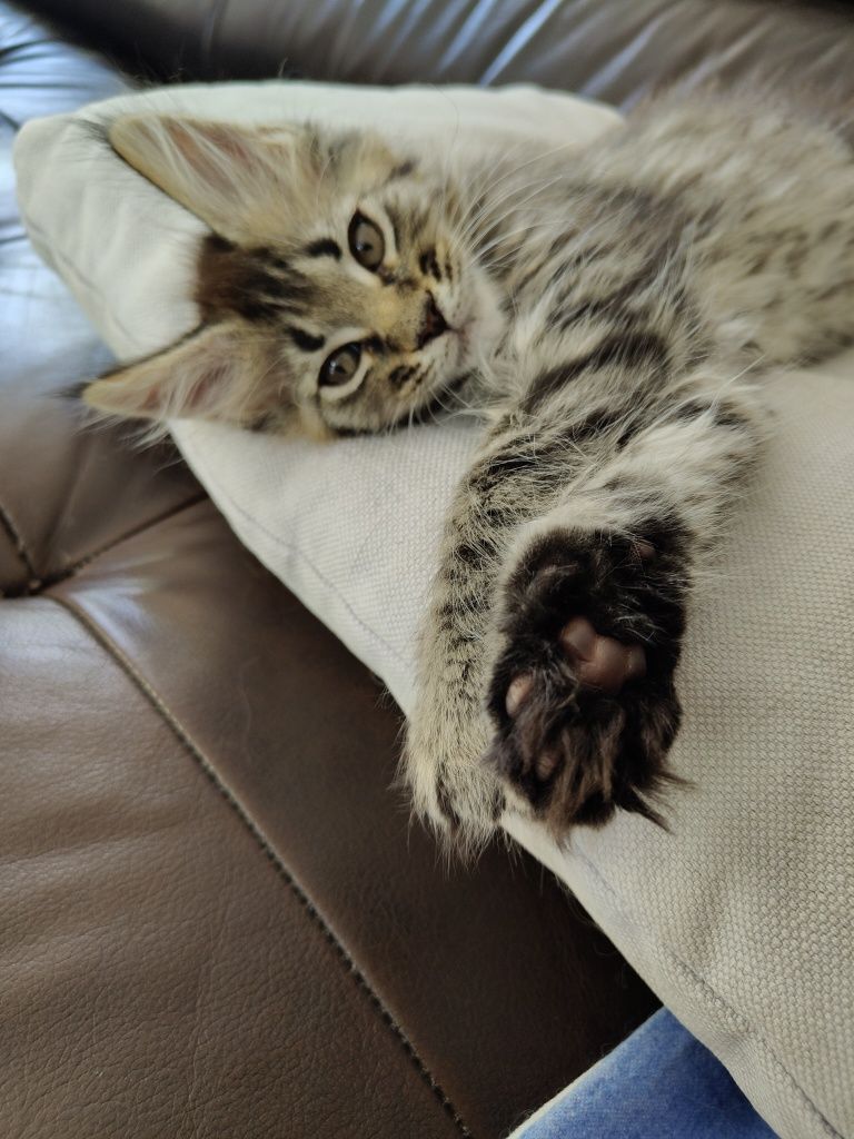 Maine coon kotka z rodowodem FPL
