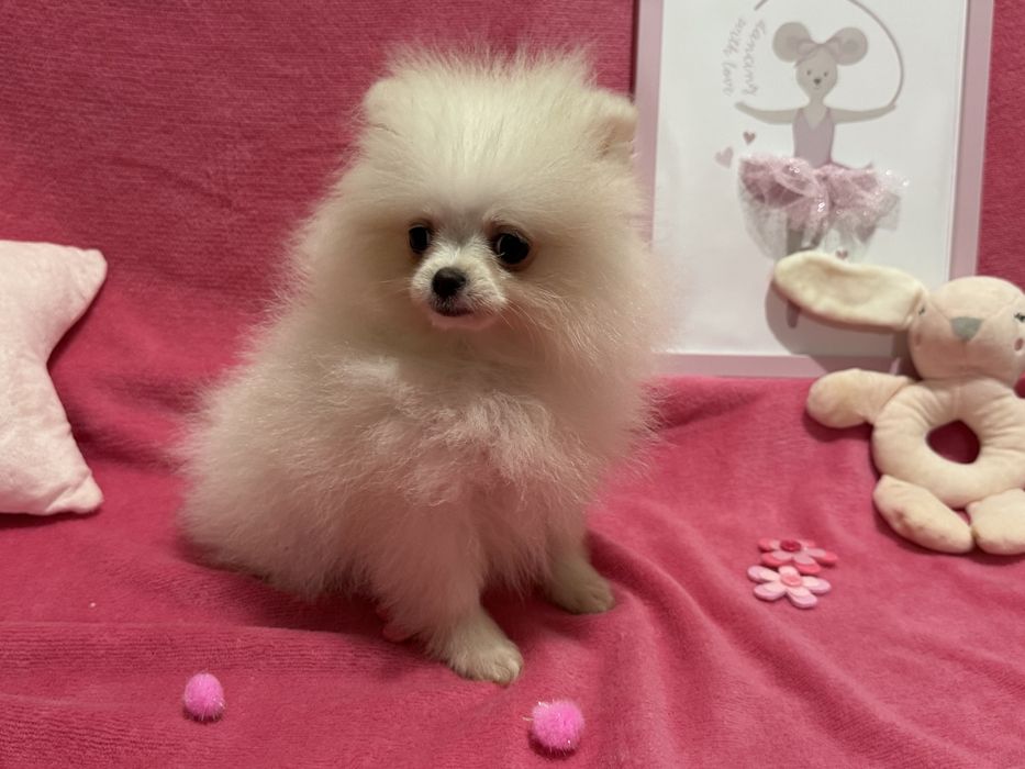 Szpic Miniaturowy SUNIA