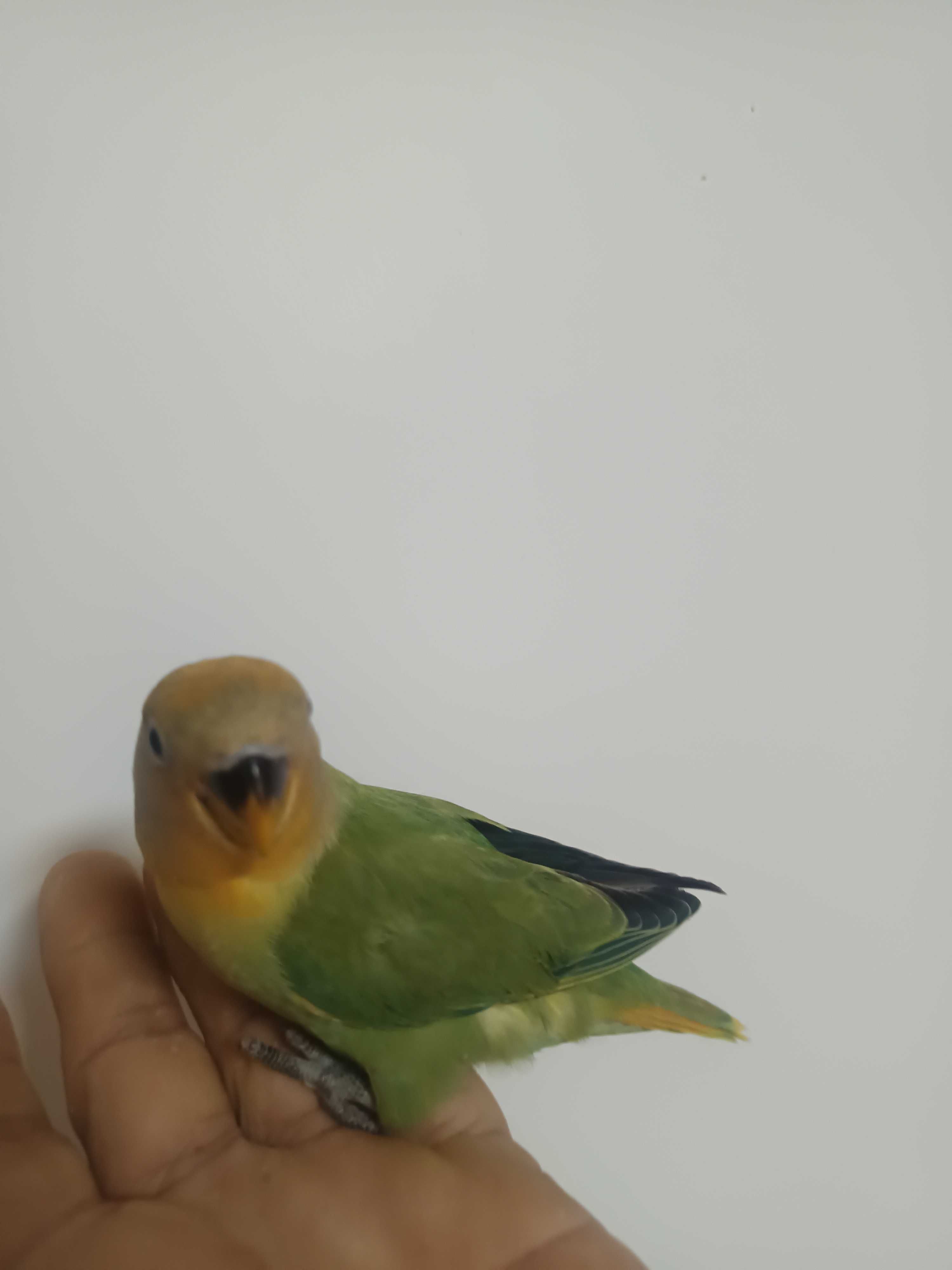 Agapórnis domesticados e caturras domesticadas