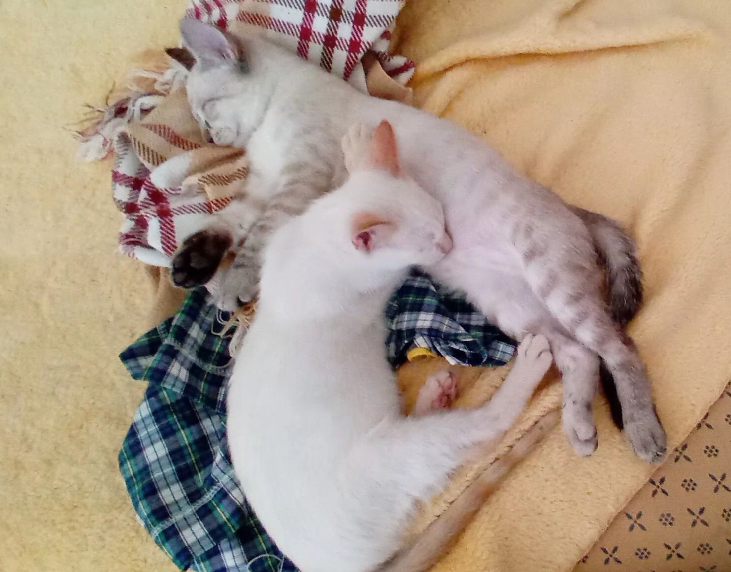 Gatinha e gatinho