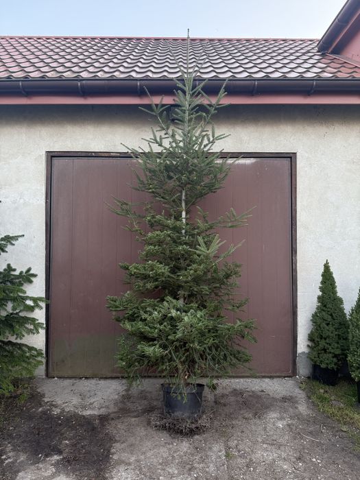 Jodła pospolita (Abies alba)