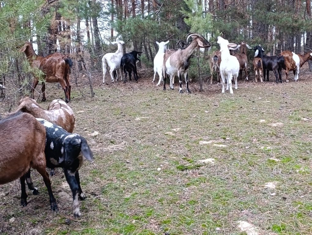 Молоко Англо-Нубійських кіз
