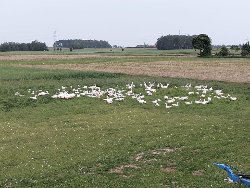 Sprzedam gęś wolny wybieg