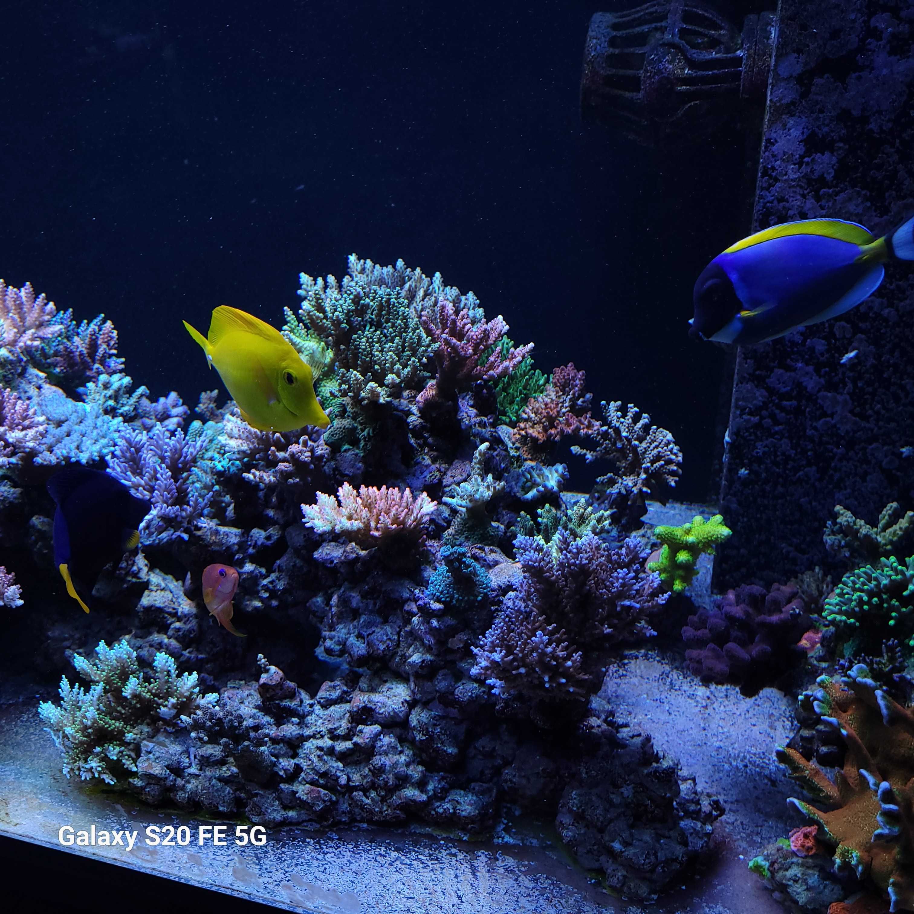 Acropora, szczepki,sps