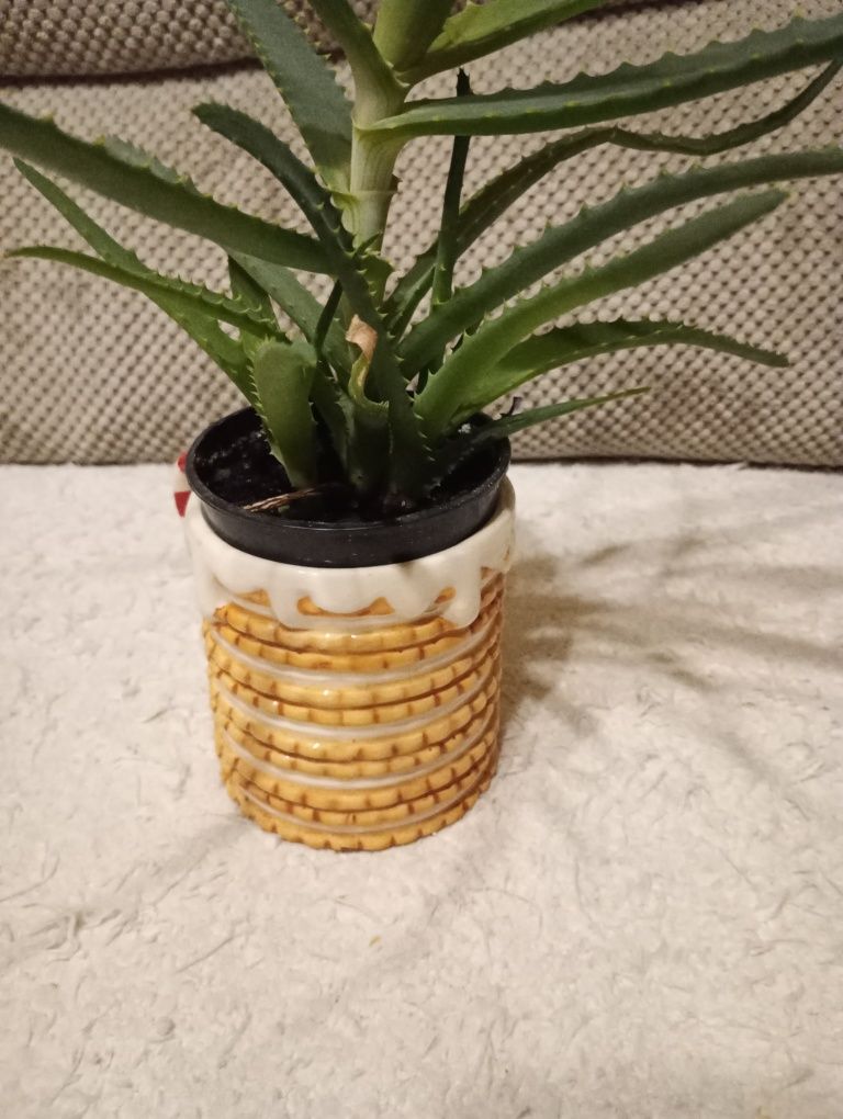 Aloes średni z dwoma odmużkami