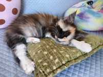 Maine coon przepiękna dymna szylkretka do hodowli FPL