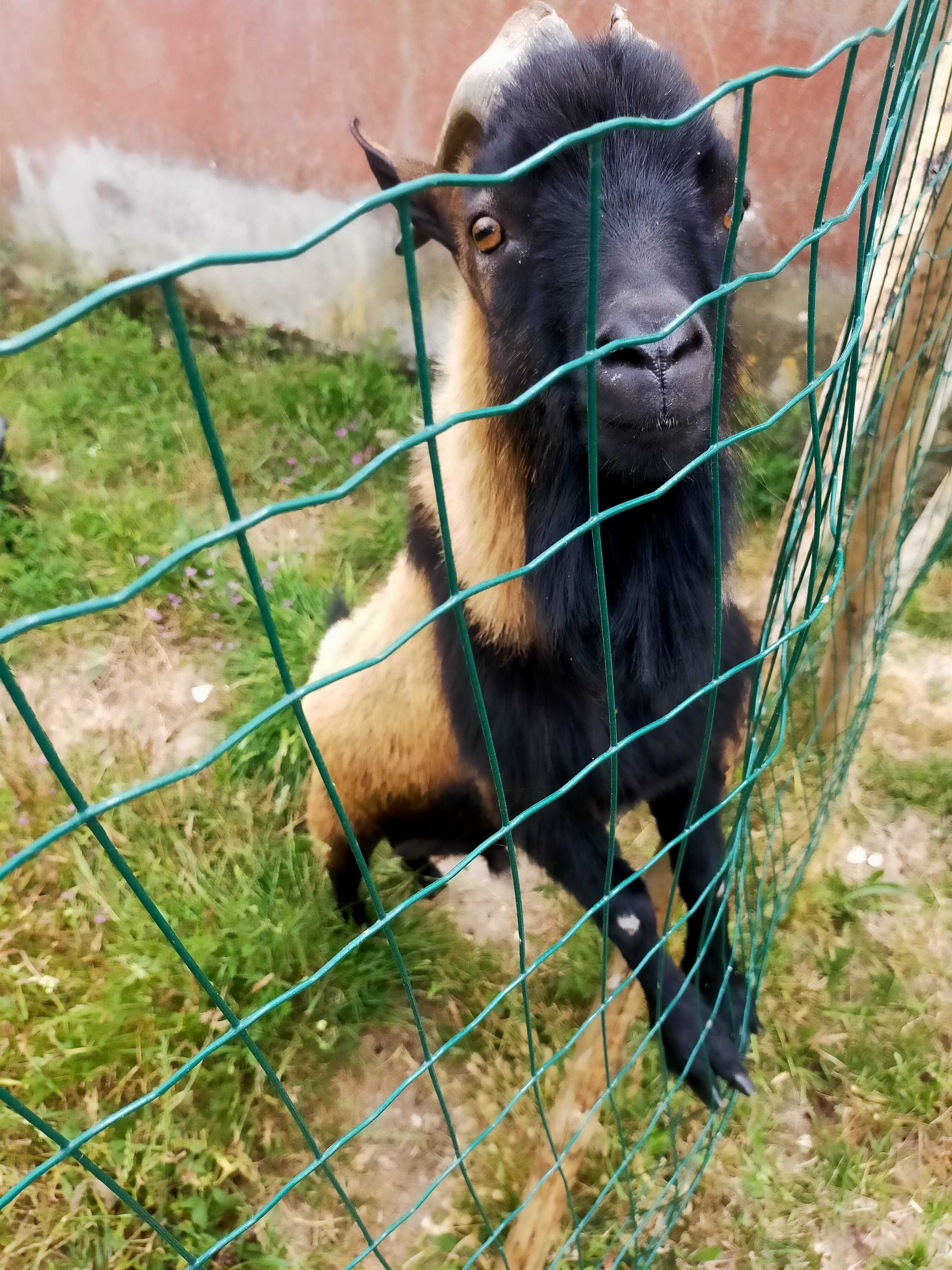 Xibo anão com 36 meses