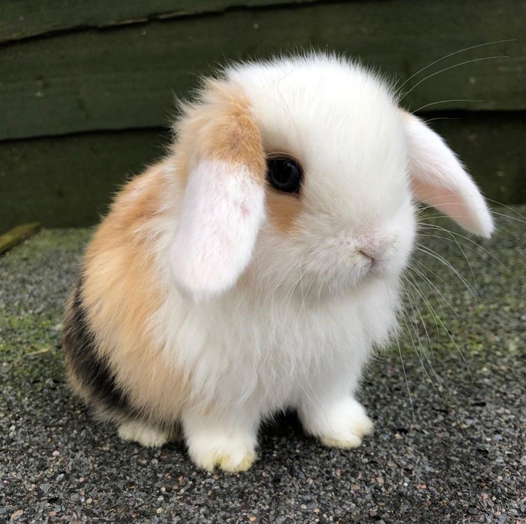 KIT Coelhos anões orelhudos, mini lop adoráveis e muito dóceis