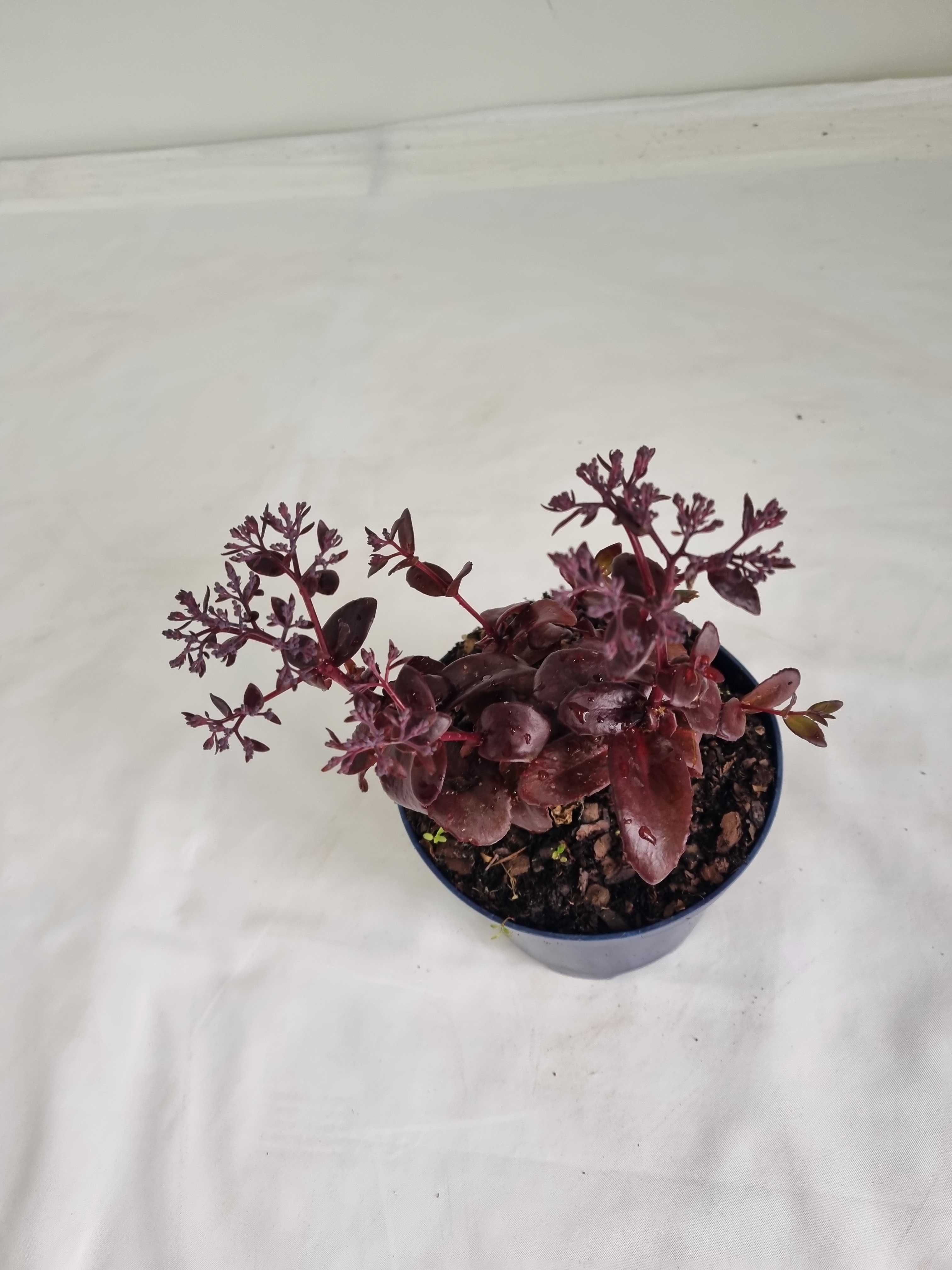 Rozchodnik Okazały Fioletowy – Sedum spectabile, Wys. 30 cm, 2L