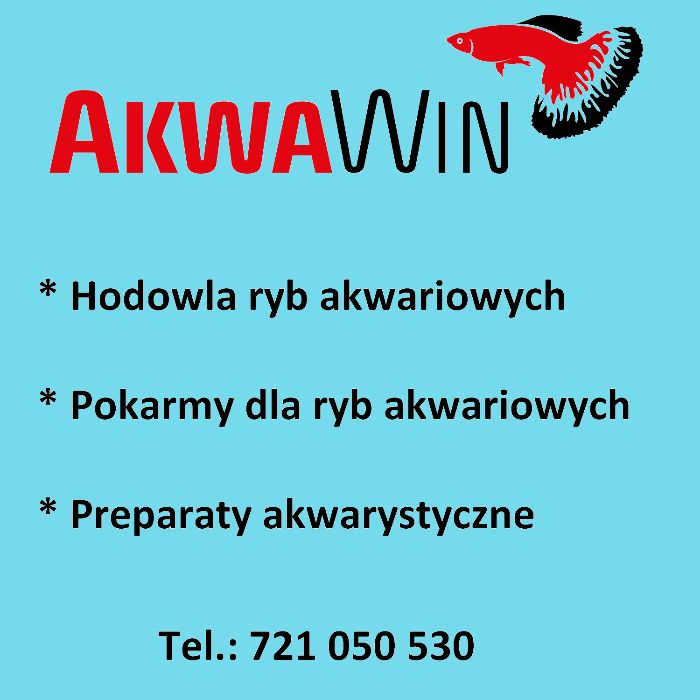 Rybki akwariowe - Glonojad (Zbrojnik pospolity)