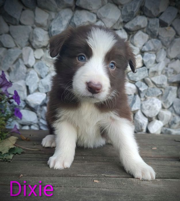 Border collie śliczna suczka przebadani rodzice