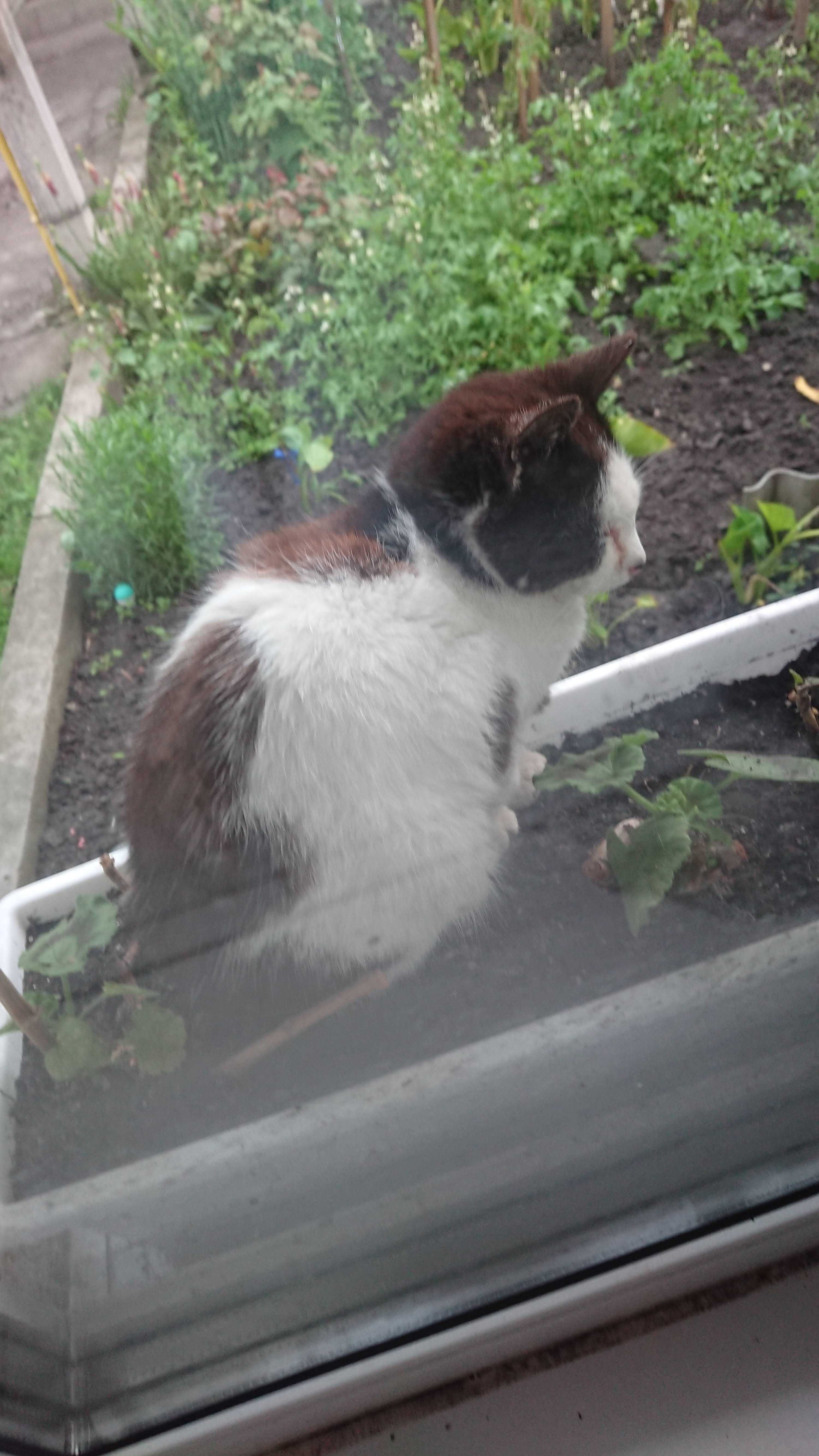 котик кошеня грайливе