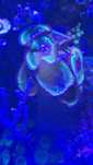 Zoanthus grandis blue moon