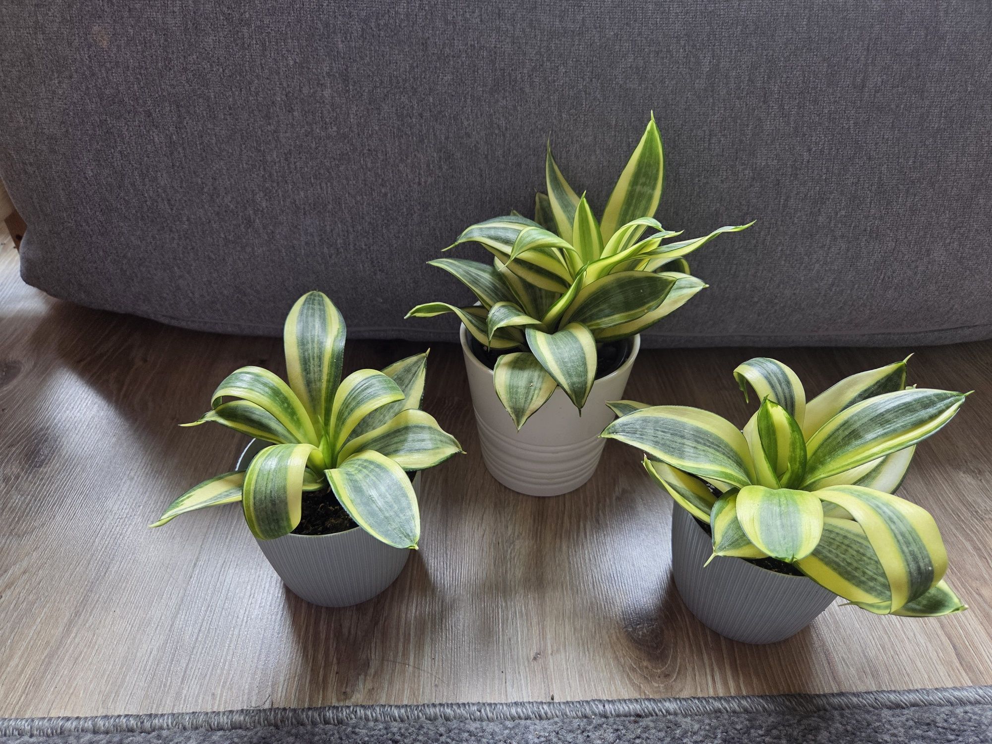 Roślinki domowe, monstera, sansevieria