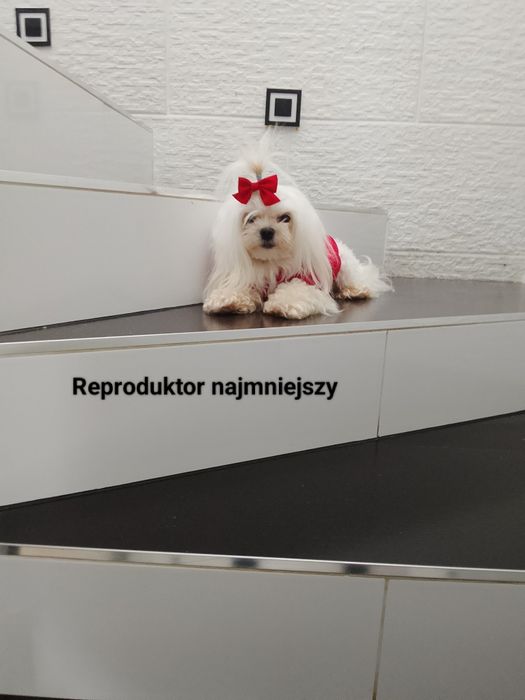 Reproduktor maltańczyk 1.5kg najmniejszy