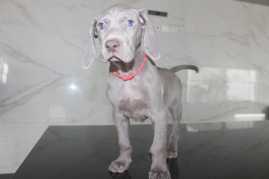 Weimaraner da Casa GreyCards