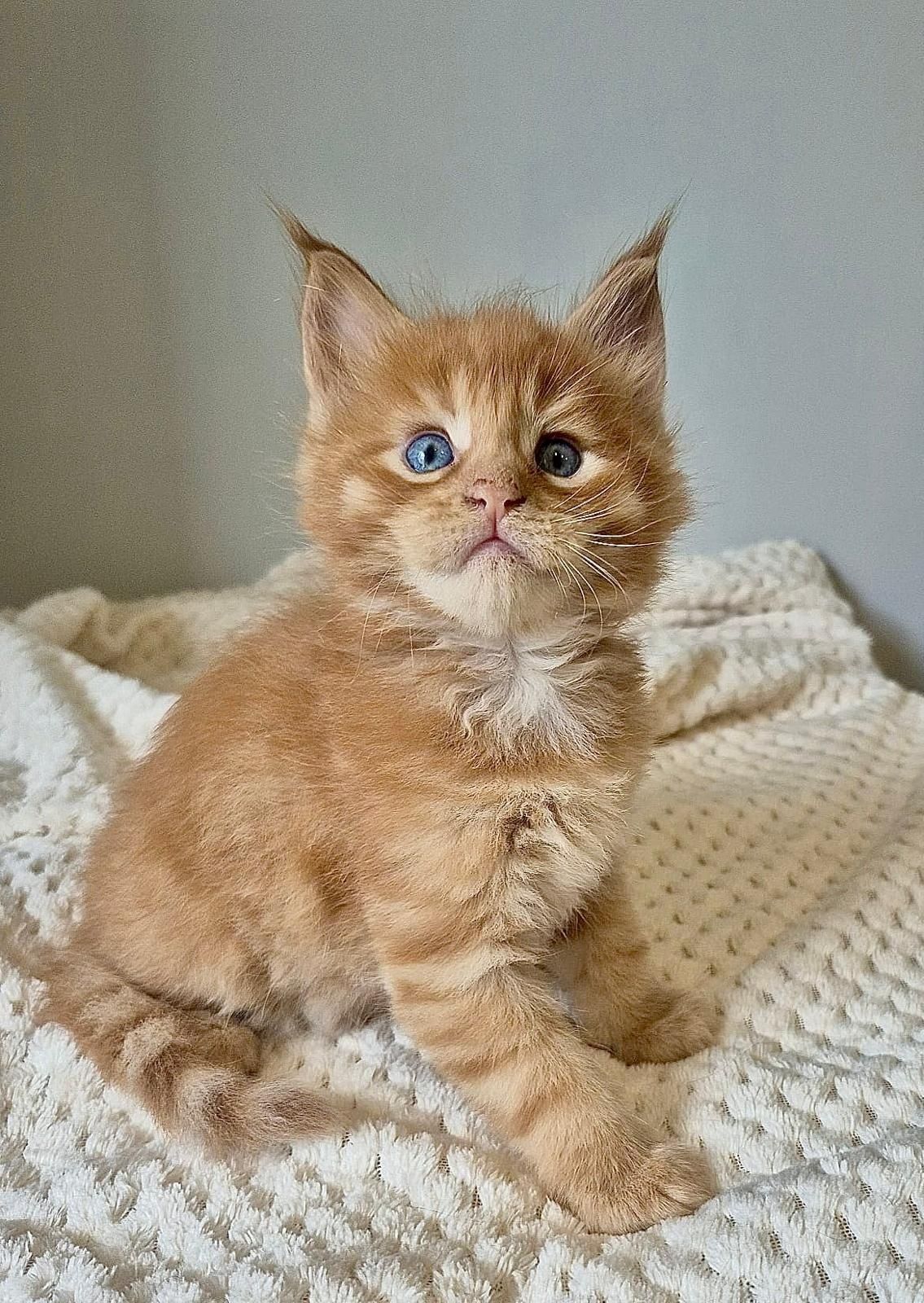Kocurek rudy Maine coon!!!