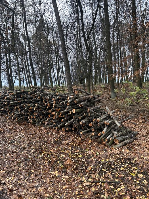 Drewno opałowe jabłoń niepocięte