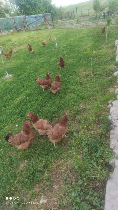 Jajka wiejskie z wolnego wybiegu dowóz gratis