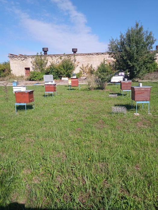 Продам бджолинні сім'ї з вуликами 12 рамкові з двома надставками