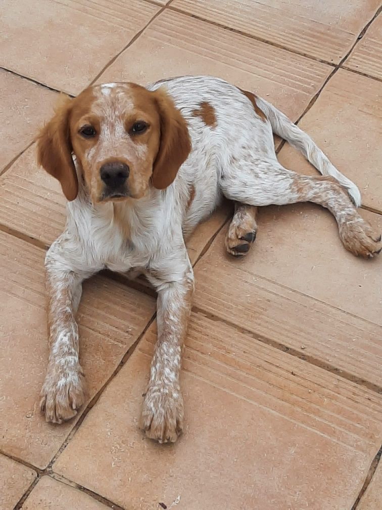 Cachorro para adoção