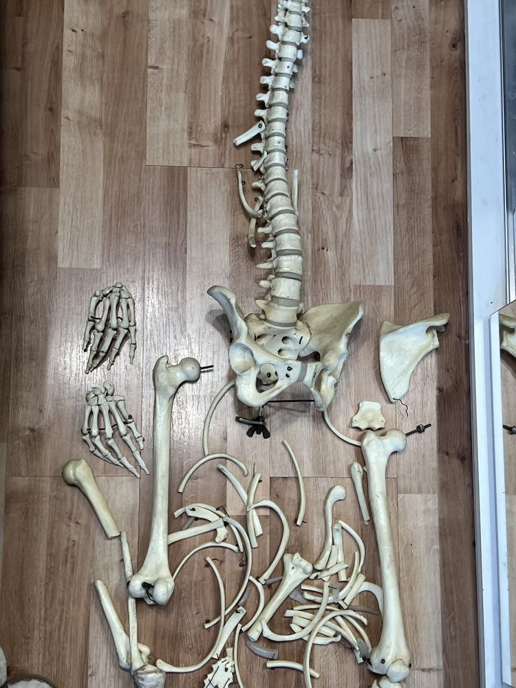 Okazja! Szkielet biologiczny anatomiczny sztuczne kości