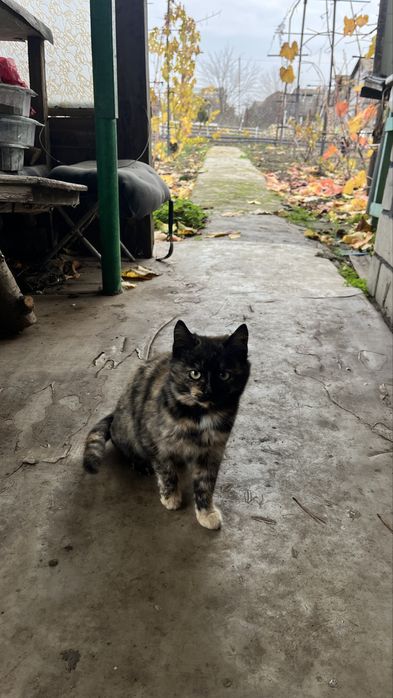 Кошеня дівчинка заберіть будь ласка