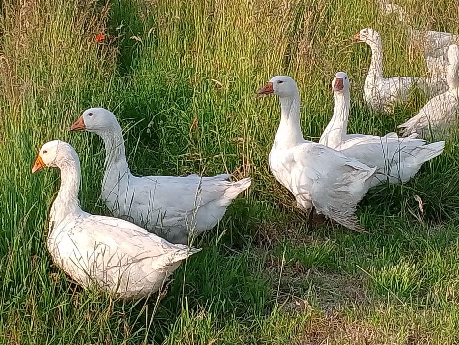 Gęsi i kaczki staropolskie