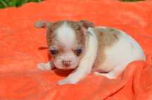 Chihuahua macho mini