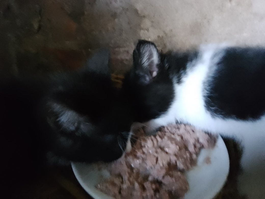 Młode kotki Fiona Paco i Luis