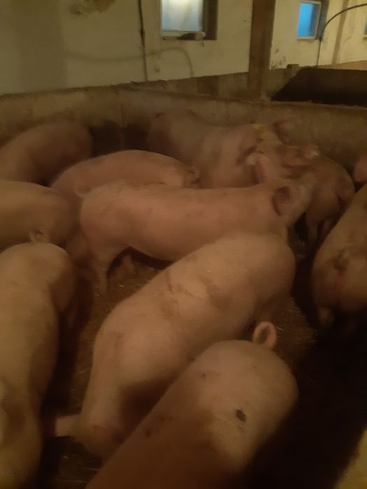 Sprzedam tuczniki z własnego chowu