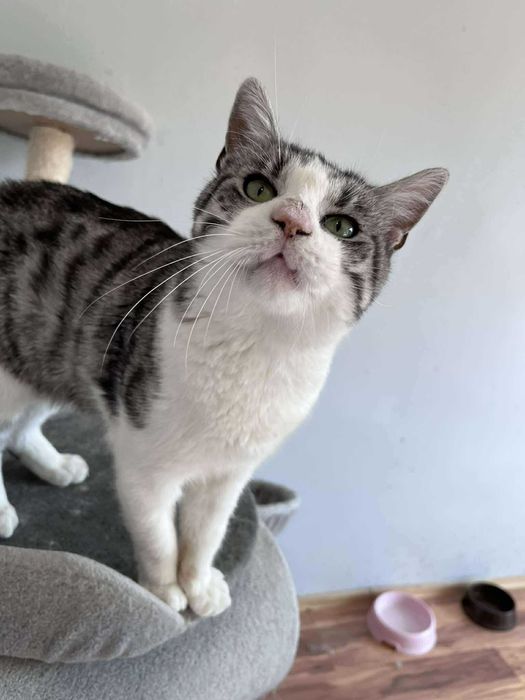 Prześliczny kocurek BAZYL czeka na domek !