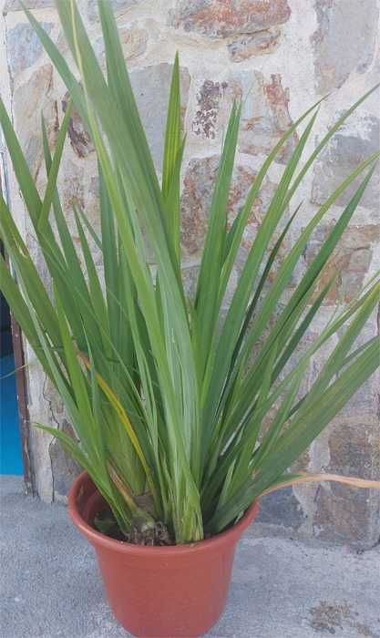 Plantas Aquáticas - Aquários / Lagos e Lagoas