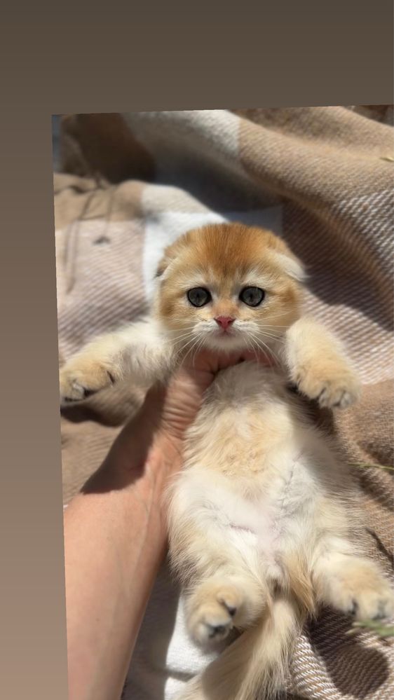 Шиншила золота золотиста котенята пород шотландські котенята
