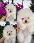 Szpic miniaturowy Pomeranian FCI zkwp