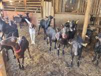 Vendo cabras Múrcianas