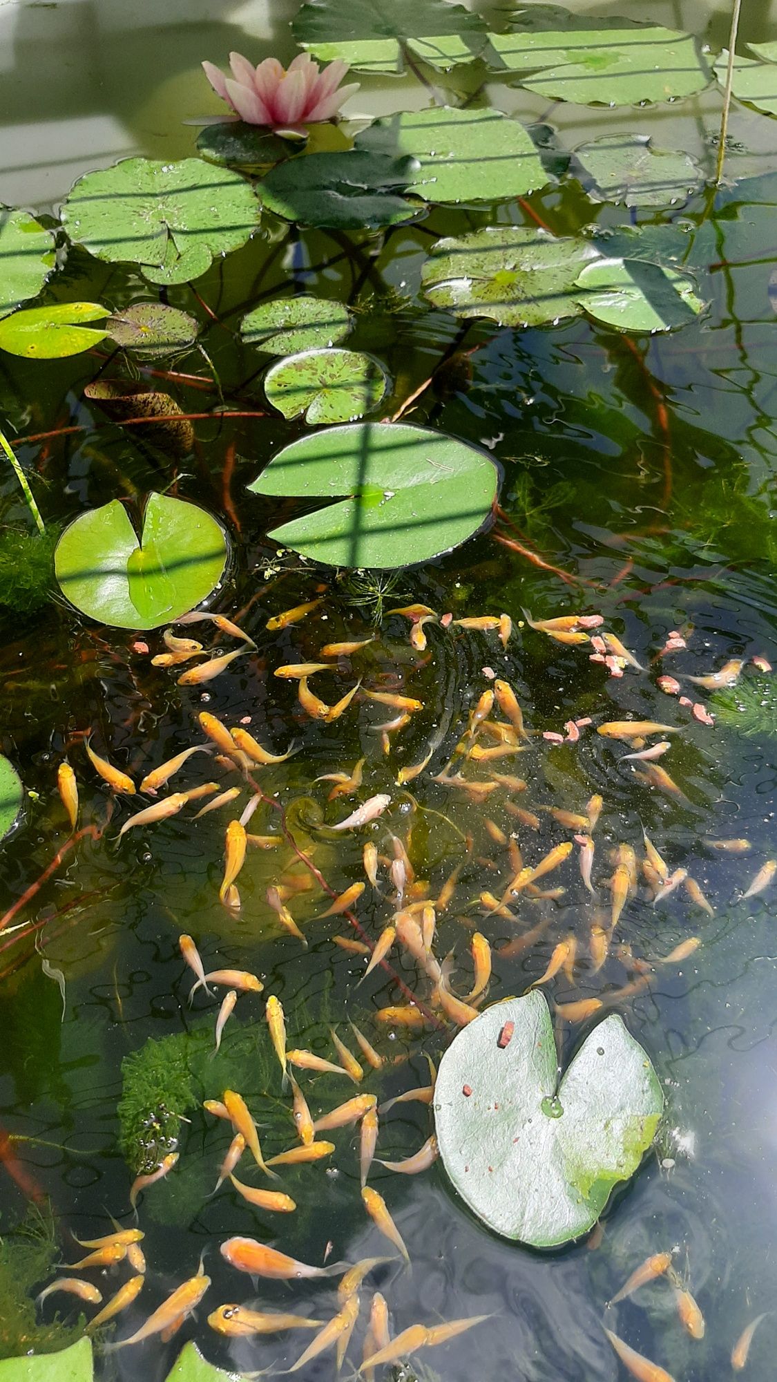 Carpas koi 2.5cm